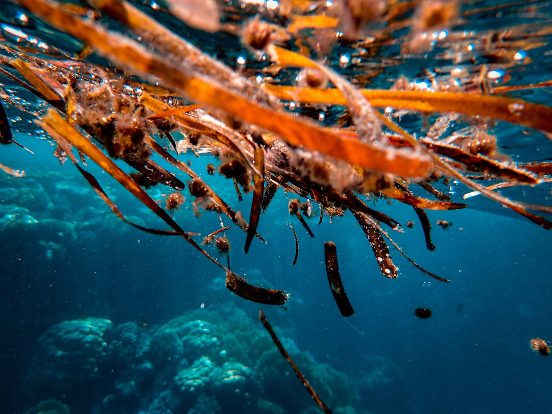 SEAWEED COLLAGEN (CRUELTY FREE COLLAGEN)