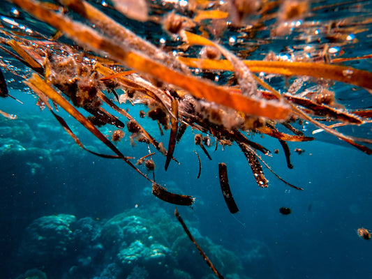 SEAWEED COLLAGEN (CRUELTY FREE COLLAGEN)